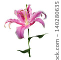 Pink lily flower bouquet isolated on white background 140280635