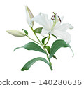 White Lily flower bouquet isolated on white  background 140280636