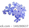 Blue plumbago auriculata flowers isolated on white background. 140280637