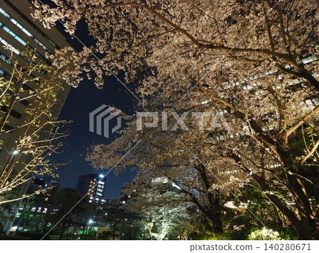 大阪格蘭前線夜櫻 大阪格蘭前線夜櫻 140280671