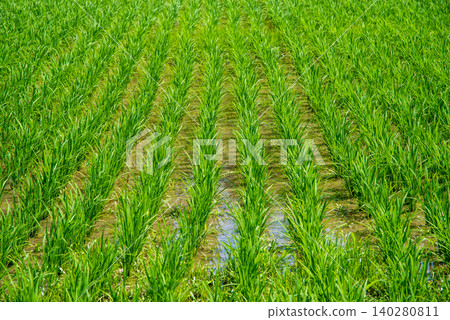 《Rice Farming Scene》Tiller stage, rice paddy before mid-season drainage 140280811