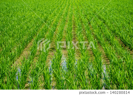 《Rice Farming Scene》Tiller stage, rice paddy before mid-season drainage 《Rice Farming Scene》Tiller stage, rice paddy before mid-season drainage 140280814