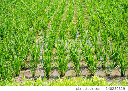 《Rice Farming Scene》Tiller stage, rice paddy before mid-season drainage 《Rice Farming Scene》Tiller stage, rice paddy before mid-season drainage 140280819