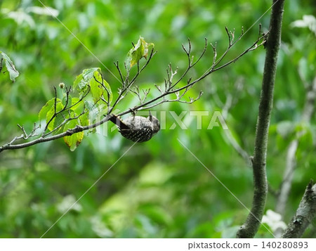 Kogera stopping on the branches of the tree Kogera stopping on the branches of the tree 140280893