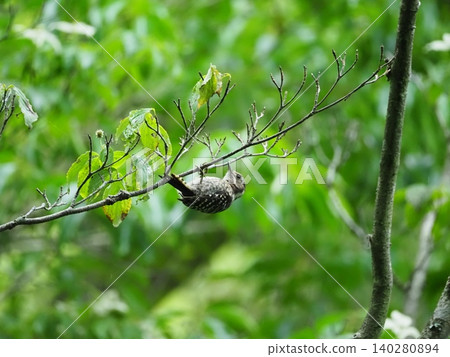 Kogera stopping on the branches of the tree Kogera stopping on the branches of the tree 140280894