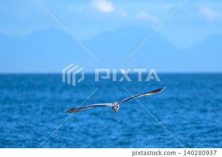 一隻蒼鷺從背後掠過海面。 一隻蒼鷺從背後掠過海面。 140280937