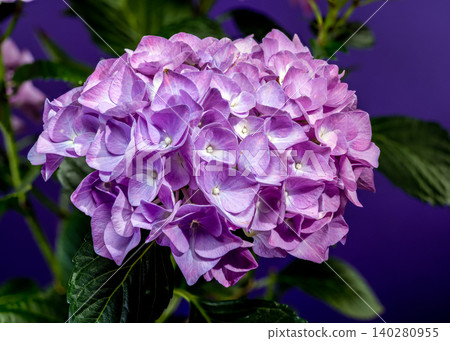 Beautiful purple hydrangea flowers blooming against solid violet background Beautiful purple hydrangea flowers blooming against solid violet background 140280955