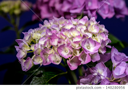 Beautiful purple hydrangea flowers blooming against solid violet background Beautiful purple hydrangea flowers blooming against solid violet background 140280956