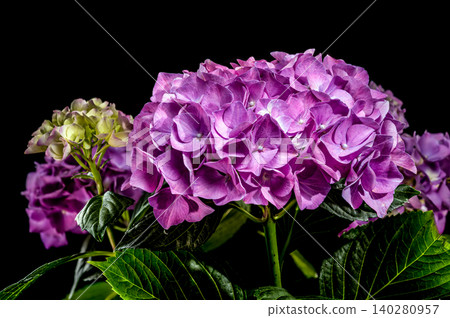 Beautiful purple hydrangea flowers blooming against a solid black background Beautiful purple hydrangea flowers blooming against a solid black background 140280957