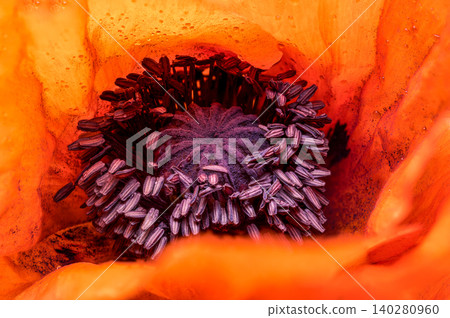 Extreme Macro Close Up of Red Poppy Flower Center Extreme Macro Close Up of Red Poppy Flower Center 140280960