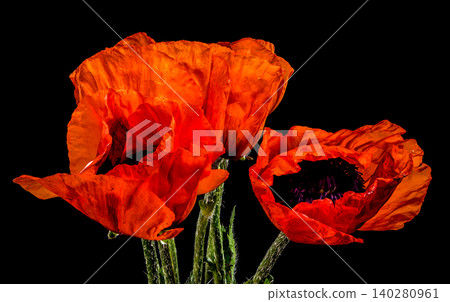Vibrant Red Poppy Flowers with Water Drops on Black Background Vibrant Red Poppy Flowers with Water Drops on Black Background 140280961