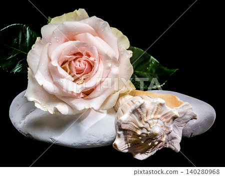 Beautiful pink rose with seashell and leaves on white stones Beautiful pink rose with seashell and leaves on white stones 140280968