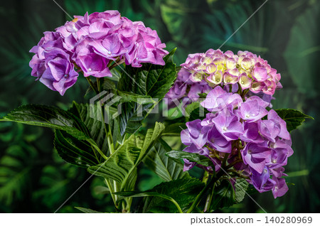 Beautiful purple hydrangea flowers blooming against dark green foliage Beautiful purple hydrangea flowers blooming against dark green foliage 140280969