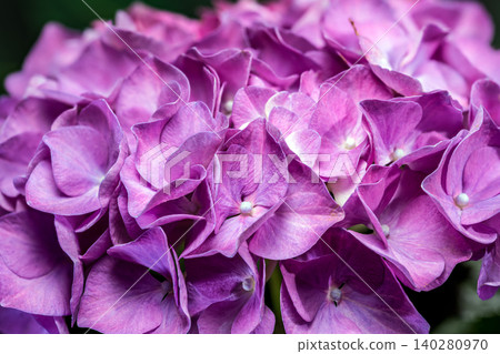 Beautiful purple hydrangea flowers blooming against dark green foliage Beautiful purple hydrangea flowers blooming against dark green foliage 140280970