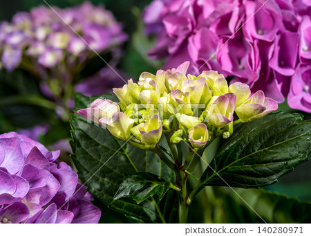 Beautiful purple hydrangea flowers blooming against dark green foliage Beautiful purple hydrangea flowers blooming against dark green foliage 140280971