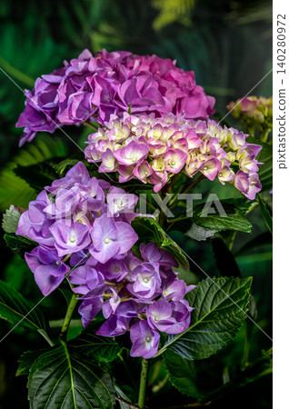 Beautiful purple hydrangea flowers blooming against dark green foliage Beautiful purple hydrangea flowers blooming against dark green foliage 140280972