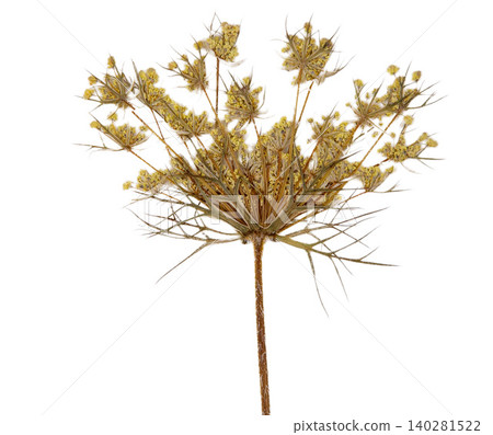 Dried Wildflower Press for Herbarium, Natural Botanical Stem Craft Flora. Wild carrot flower plant 140281522