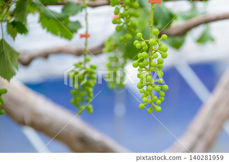 Young bunches of grapes ripening on a grape trellis in early summer Young bunches of grapes ripening on a grape trellis in early summer 140281959