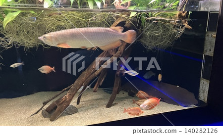 魚在水族館裡游泳 140282126