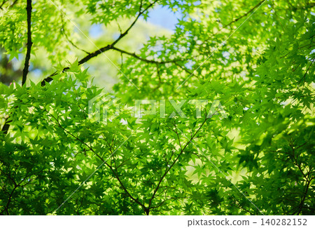 The vibrant new green leaves of autumn are a sight to behold in early summer. The vibrant new green leaves of autumn are a sight to behold in early summer. 140282152