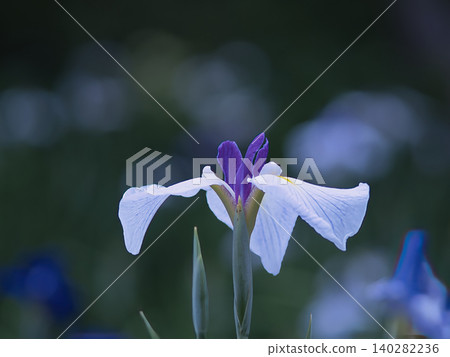 Irises blooming in a break in the rainy season Irises blooming in a break in the rainy season 140282236