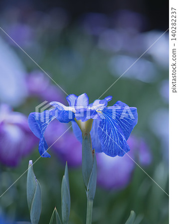 藍色鳶尾花 140282237