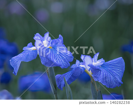 Blue irises Blue irises 140282238