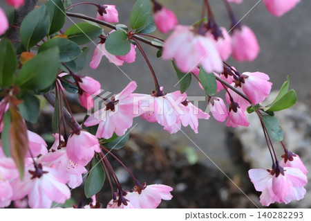 春日花園裡盛開的粉紅色海棠花 140282293