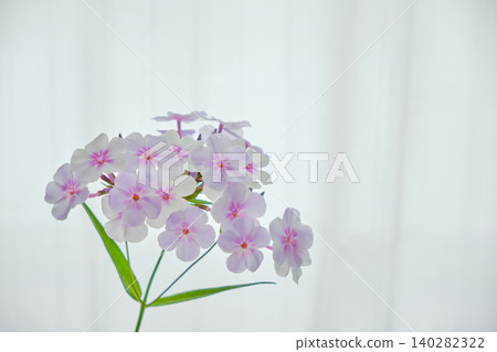 在窗邊柔和的陽光下,福祿考花閃閃發光。 在窗邊柔和的陽光下,福祿考花閃閃發光。 140282322