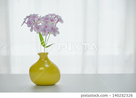Phlox flowers shining in the gentle light by the window. Phlox flowers shining in the gentle light by the window. 140282326