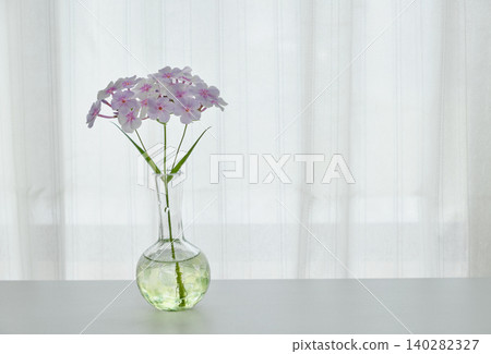 Phlox flowers shining in the gentle light by the window. Phlox flowers shining in the gentle light by the window. 140282327