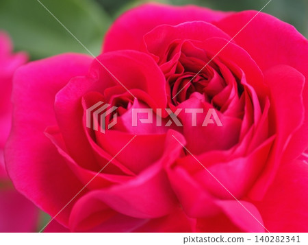 Twin Roses (The Dark Lady, 20260515062013) 140282341