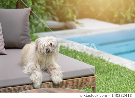 Pyrenean Sheepdog in nature Pyrenean Sheepdog in nature 140282418