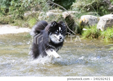 Pomsky in nature Pomsky in nature 140282421