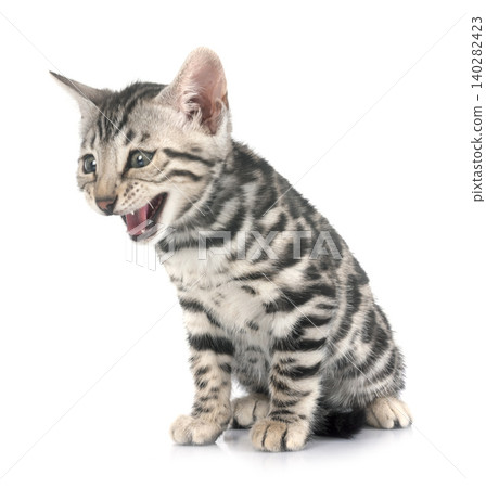 bengal kitten in studio bengal kitten in studio 140282423
