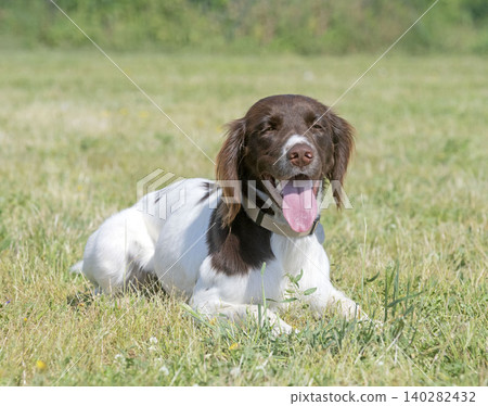 training of Small Munsterlander training of Small Munsterlander 140282432