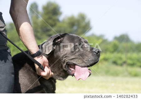obedience training with a cane corso obedience training with a cane corso 140282433