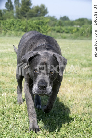 obedience training with a cane corso obedience training with a cane corso 140282434