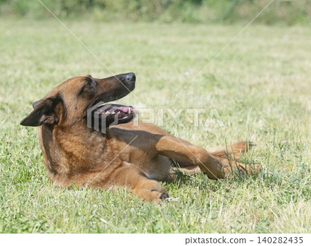 belgian shepherd in nature belgian shepherd in nature 140282435
