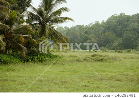 Lush tropical grassland with coconut palms and dense forest in Hikkaduwa Sri Lanka Lush tropical grassland with coconut palms and dense forest in Hikkaduwa Sri Lanka 140282491