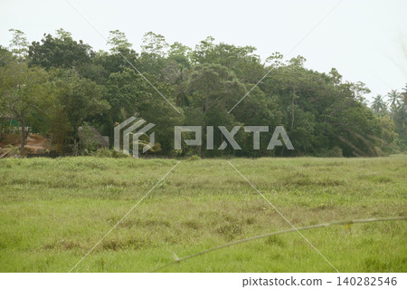 Lush tropical grassland with coconut palms and dense forest in Hikkaduwa Sri Lanka Lush tropical grassland with coconut palms and dense forest in Hikkaduwa Sri Lanka 140282546