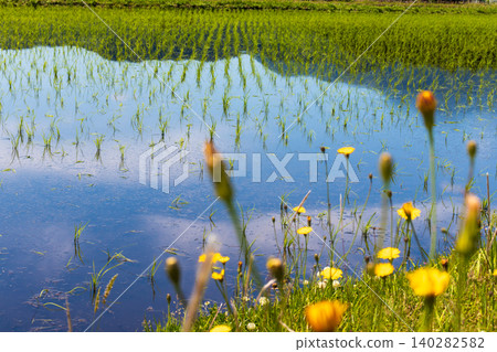 Rice paddies, forests, and blue skies after the rice planting is complete. Rice paddies, forests, and blue skies after the rice planting is complete. 140282582