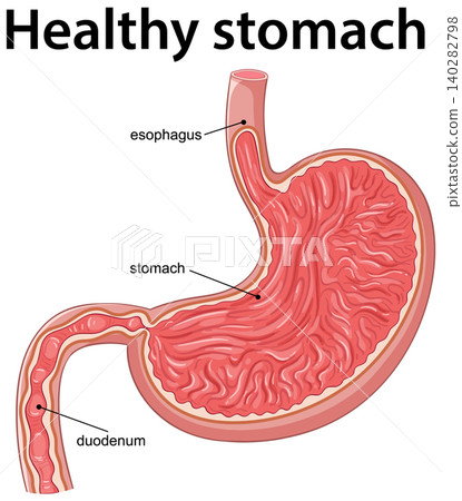 Labeled Vector Diagram of a Healthy Human Stomach Labeled Vector Diagram of a Healthy Human Stomach 140282798