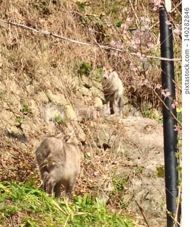 Two Japanese serows (siblings?) encountered at a mountain temple in Yamagata. 140282846