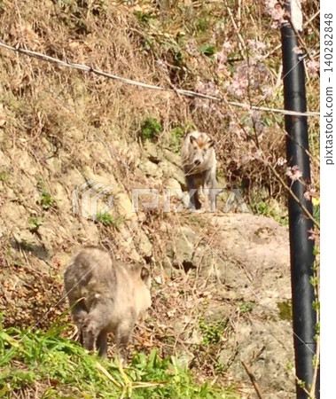 Two Japanese serows (siblings?) encountered at a mountain temple in Yamagata. 140282848