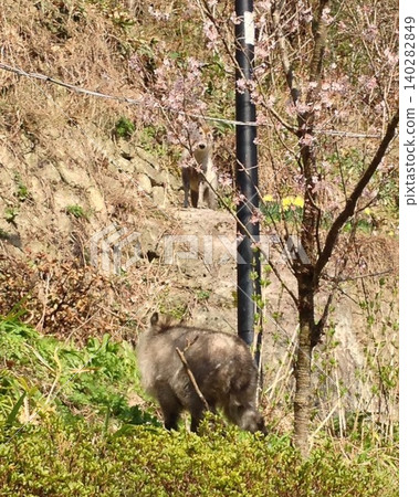 Two Japanese serows (siblings?) encountered at a mountain temple in Yamagata. 140282849