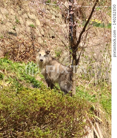 Two Japanese serows (siblings?) encountered at a mountain temple in Yamagata. 140282850