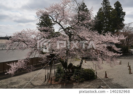 Korai Shrine的櫻花 140282968