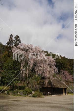 Weeping cherry tree at the former Koma family residence of Koma Shrine Weeping cherry tree at the former Koma family residence of Koma Shrine 140282969