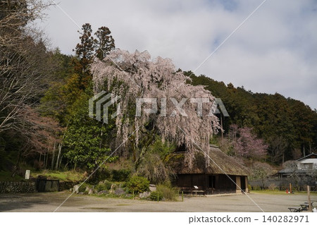 Weeping cherry tree at the former Koma family residence of Koma Shrine Weeping cherry tree at the former Koma family residence of Koma Shrine 140282971